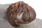 Enrolled Red Morocops Trilobite - Hmar Laghdad, Morocco #329736-1